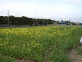 道の駅オライはすぬま・菜の花